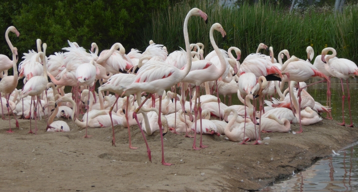 60 years of flamingos at WWT